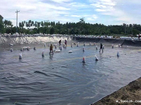 冬季该如何进行养殖防渗膜的铺设？